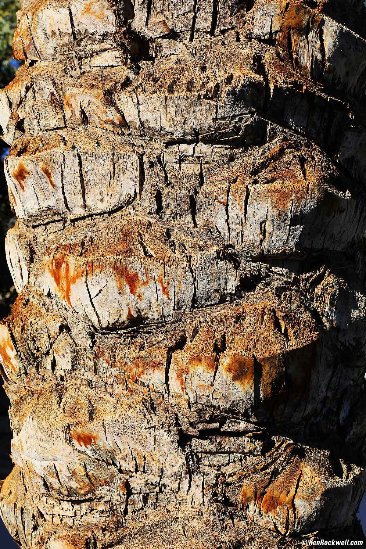 Sigma 60-600mm Sample Image of a Palm Tree