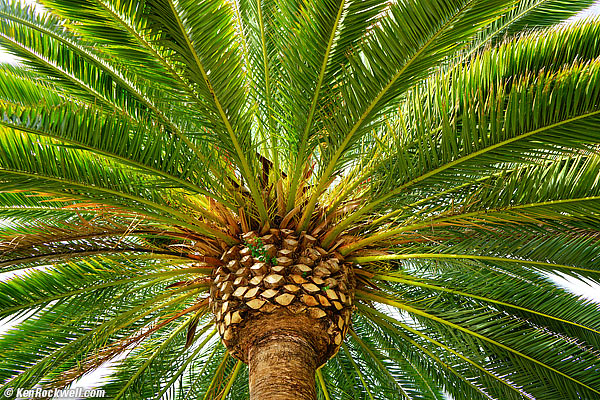 Palm, 11 September 2015