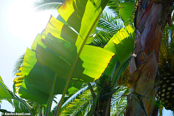 Sony 28-70mm OSS ghosts