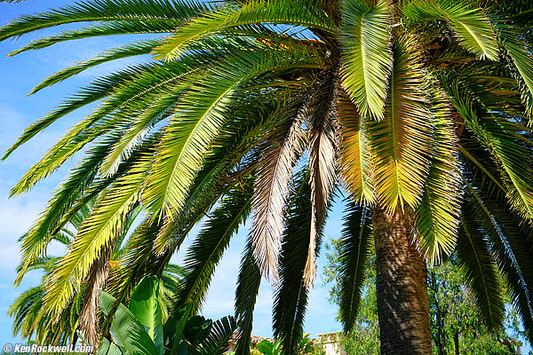 Palm, 11 September 2015