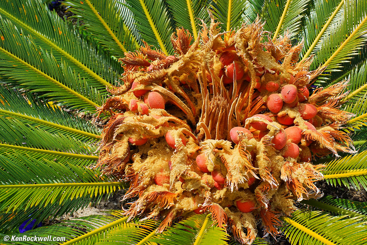 Sago Palm, 11 March 2014