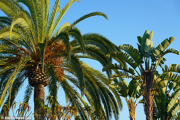 Palm, RP 04 September 2015