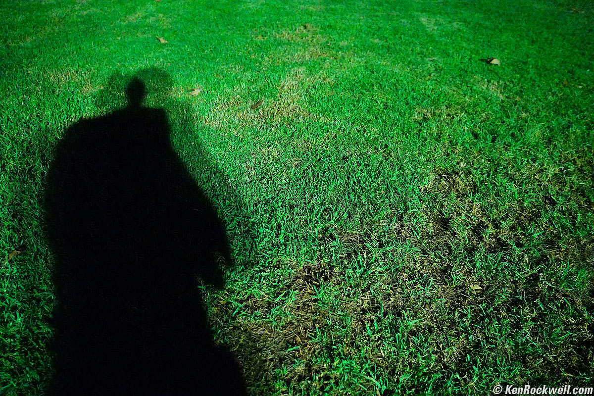 Tree in Park, 11 Sep 2015