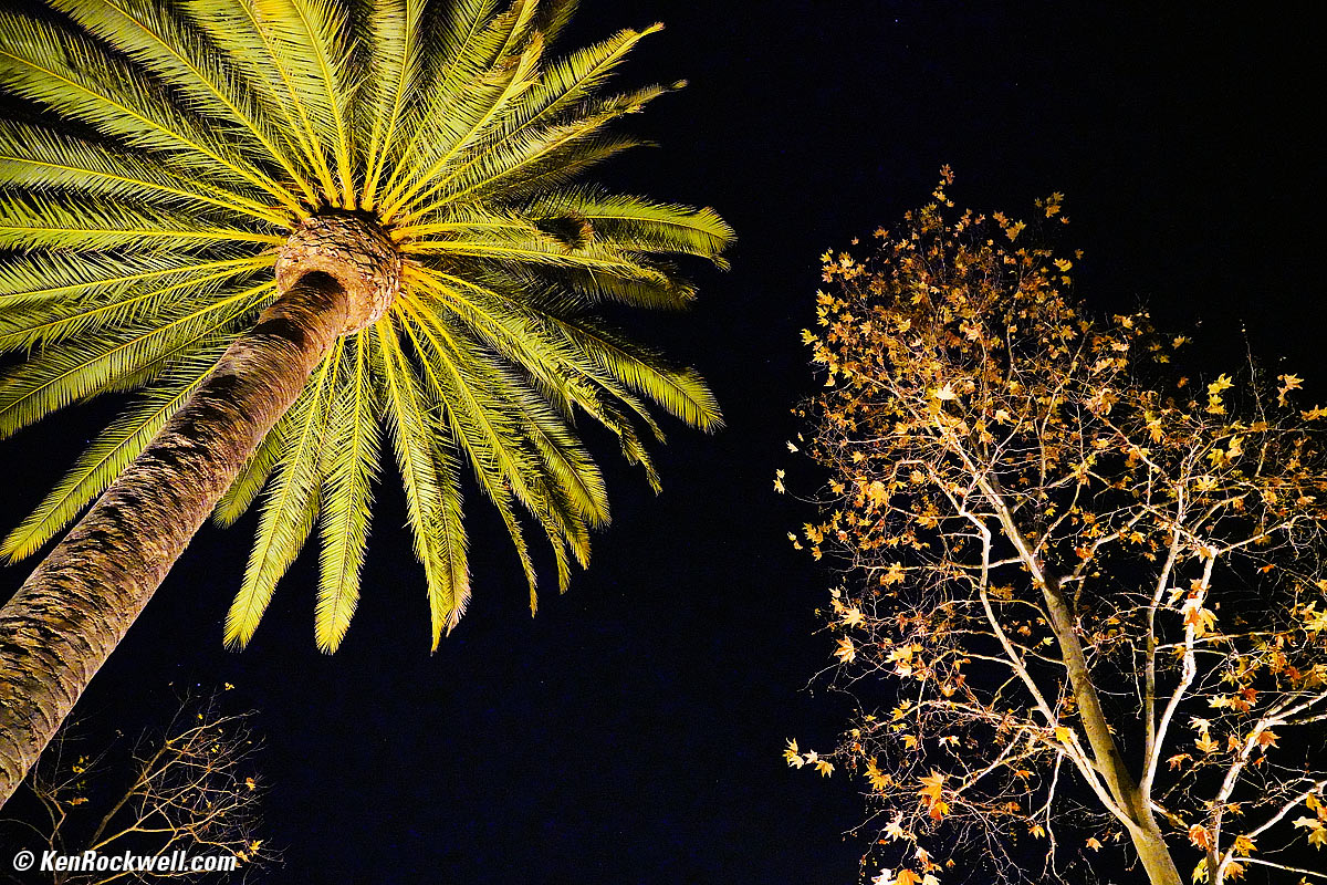 Palm at ISO 40,000 RP