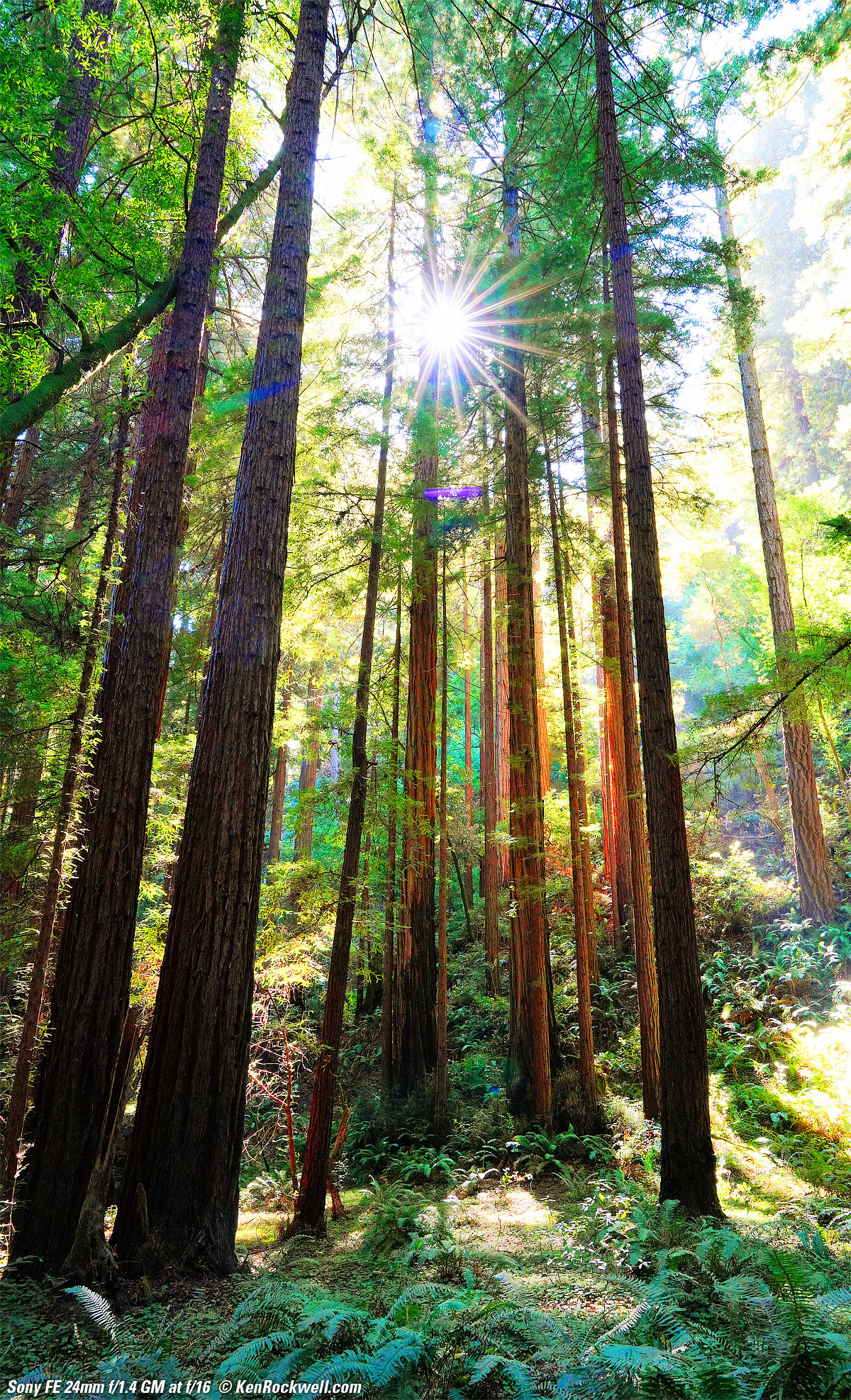 Redwood trees in Muir Woods with sunstar