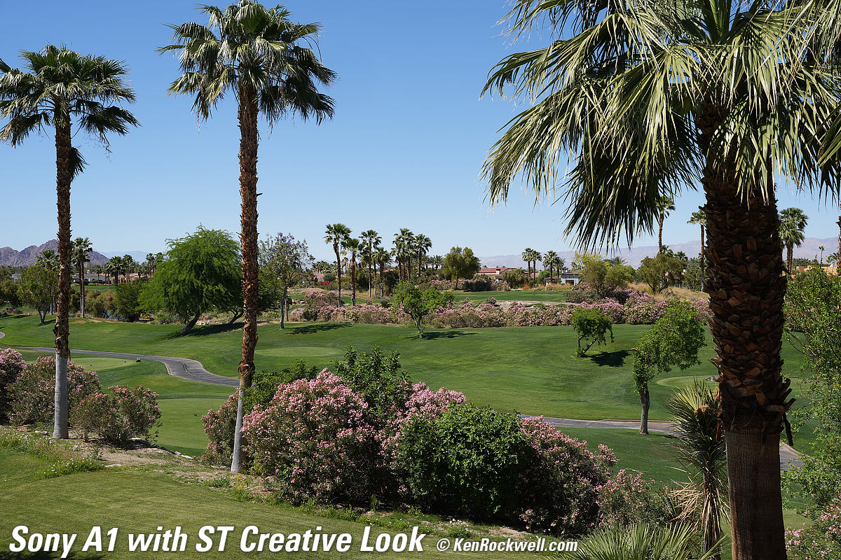 Sony A1 Creative Look Sample Image