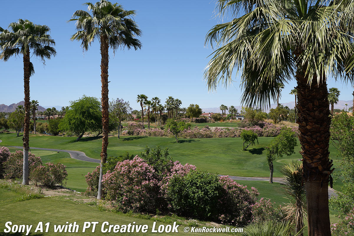 Sony A1 Creative Look Sample Image