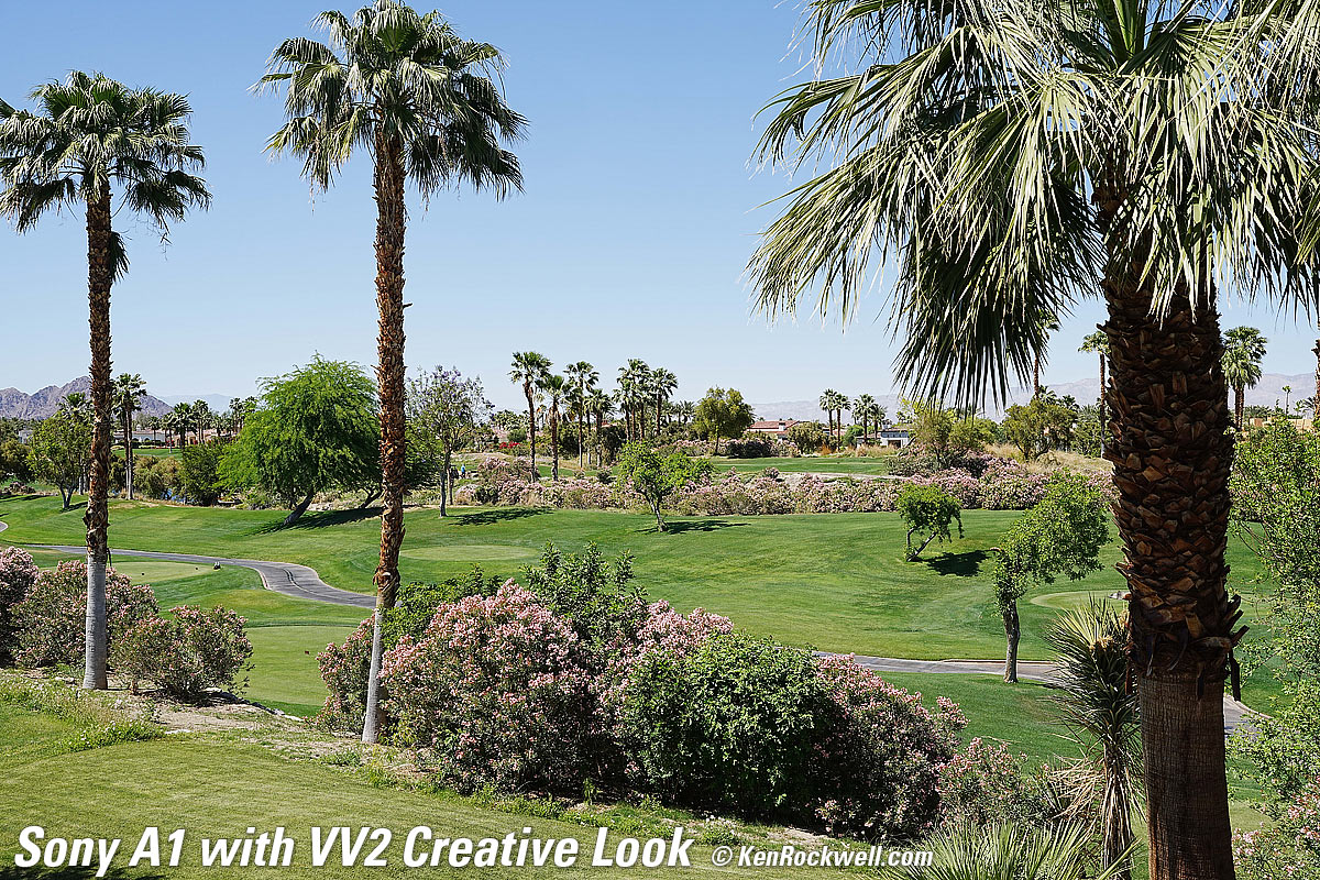 Sony A1 Creative Look Sample Image