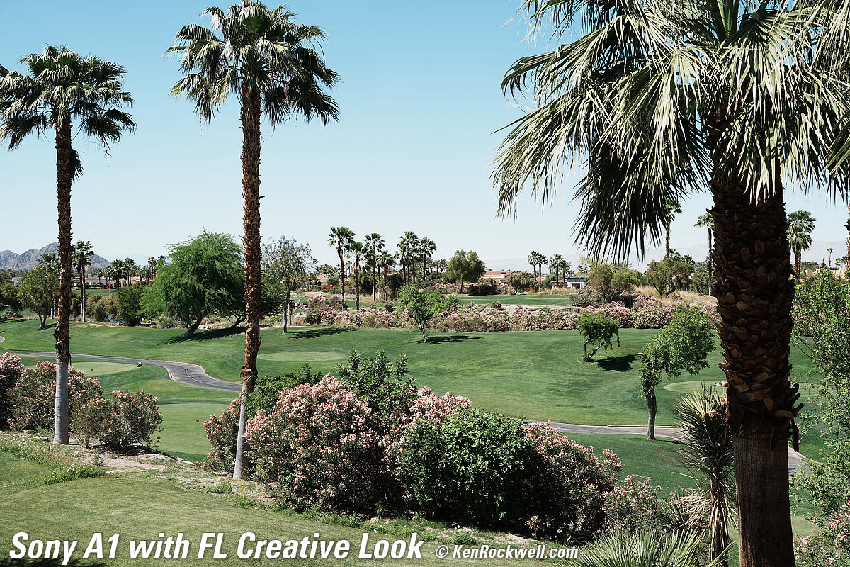 Sony A1 Creative Look Sample Image