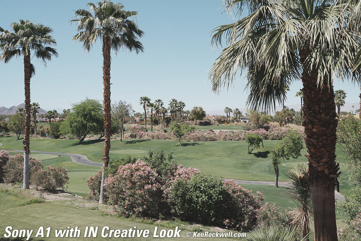 Sony A1 Creative Look Sample Image