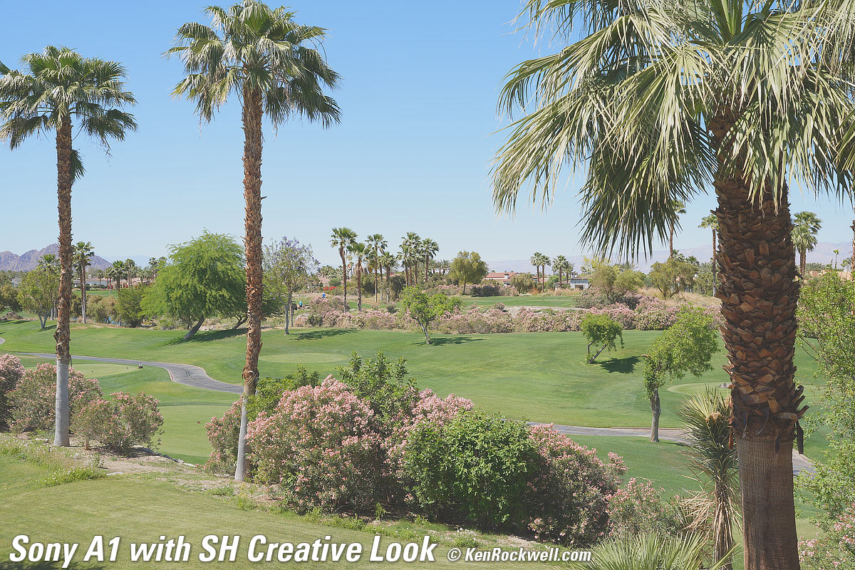 Sony A1 Creative Look Sample Image