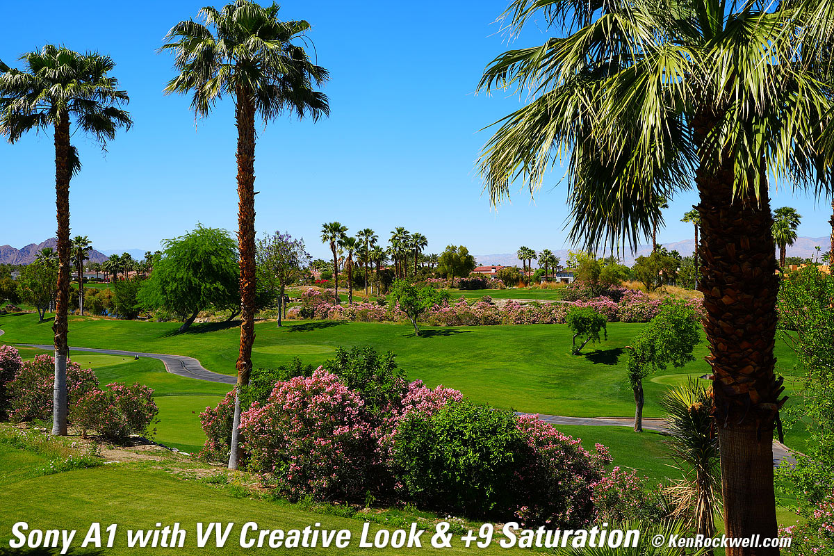 Sony A1 Creative Look Sample Image