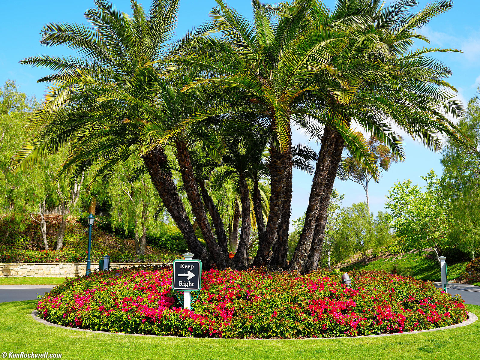 Sony A1 Sample Image File