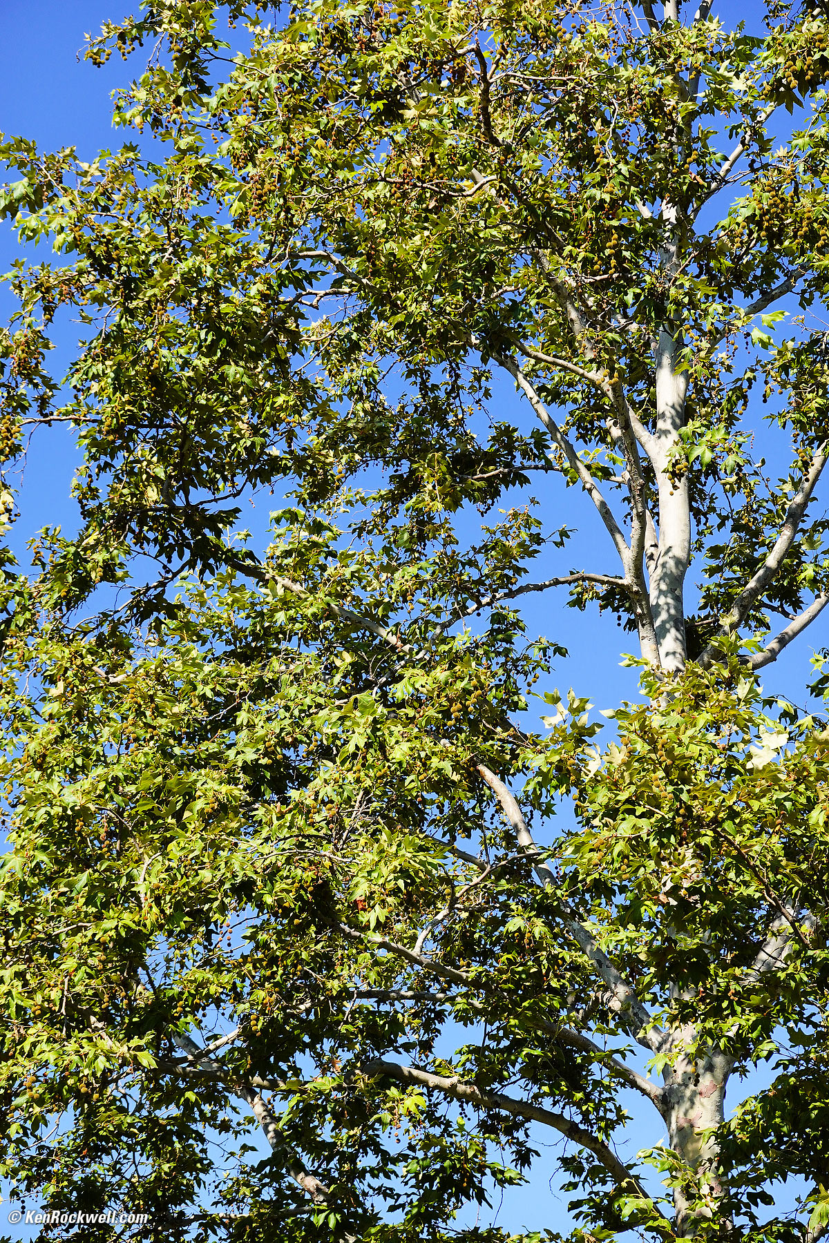 Sony RX100 Mk VI Sample Image