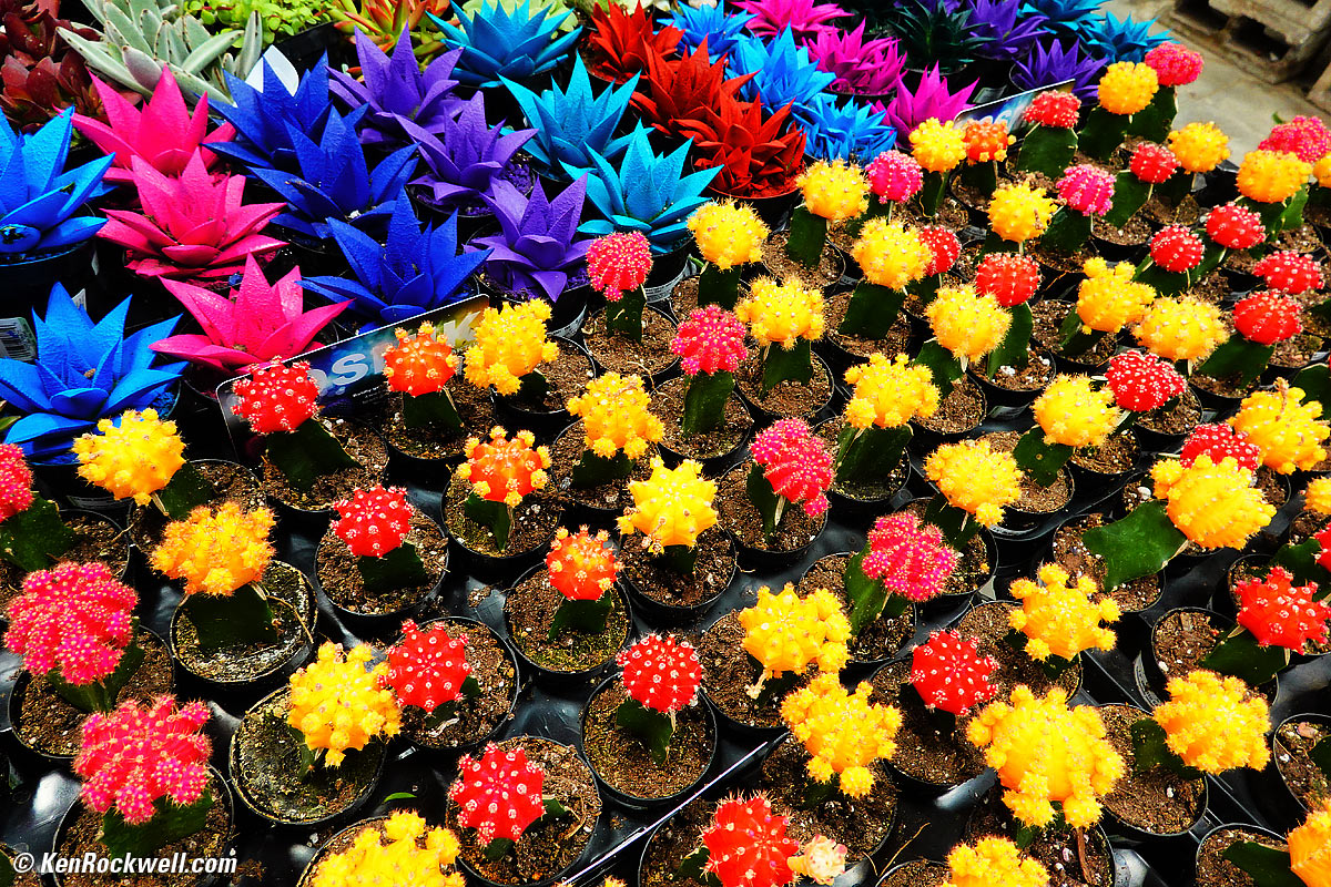 Sony RX100 Mk VI Sample Image