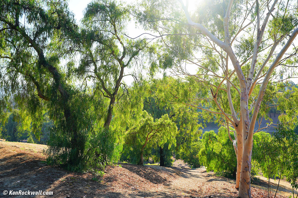 Eucalyptus in backlight