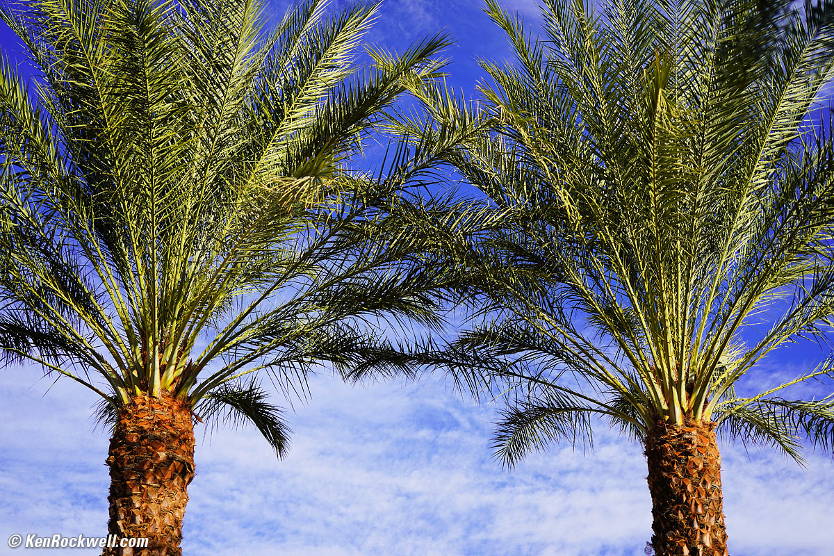 Sony 50 2.8 Macro Sample Image File