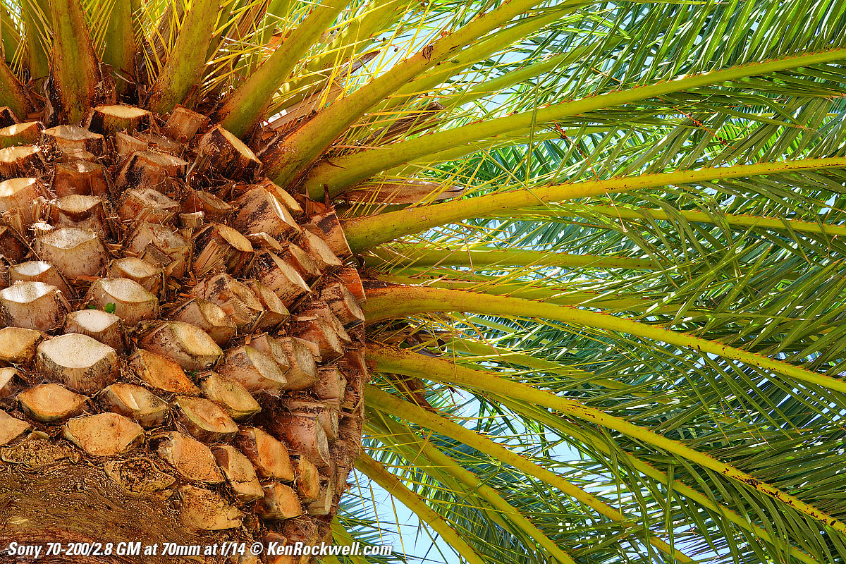 Sony 70-200mm f/2.8 Sample Image