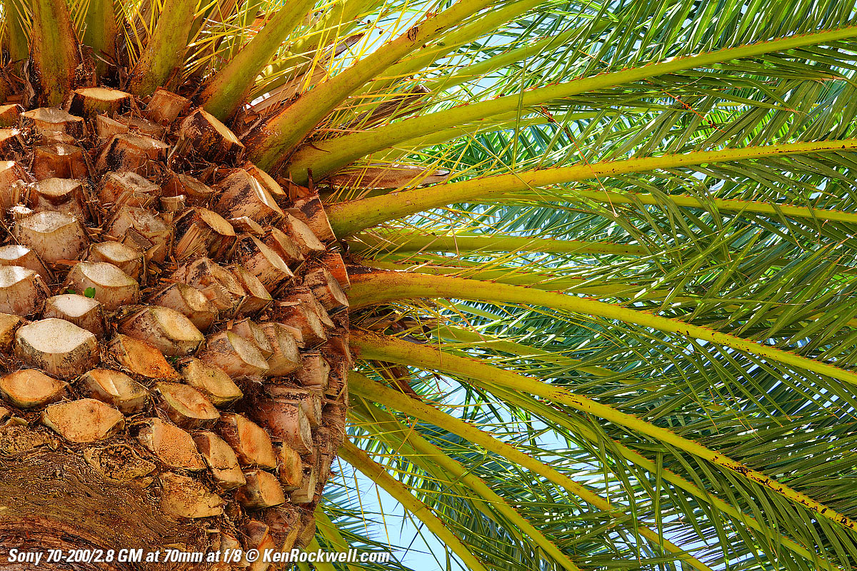 Sony 70-200mm f/2.8 Sample Image