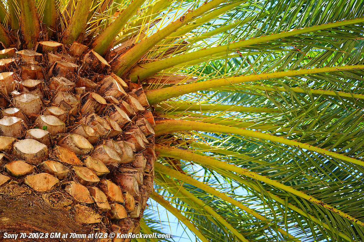 Sony 70-200mm f/2.8 Sample Image