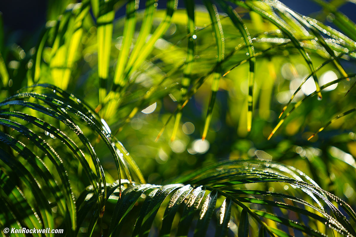 Backlit Plants at Dawn with Dew