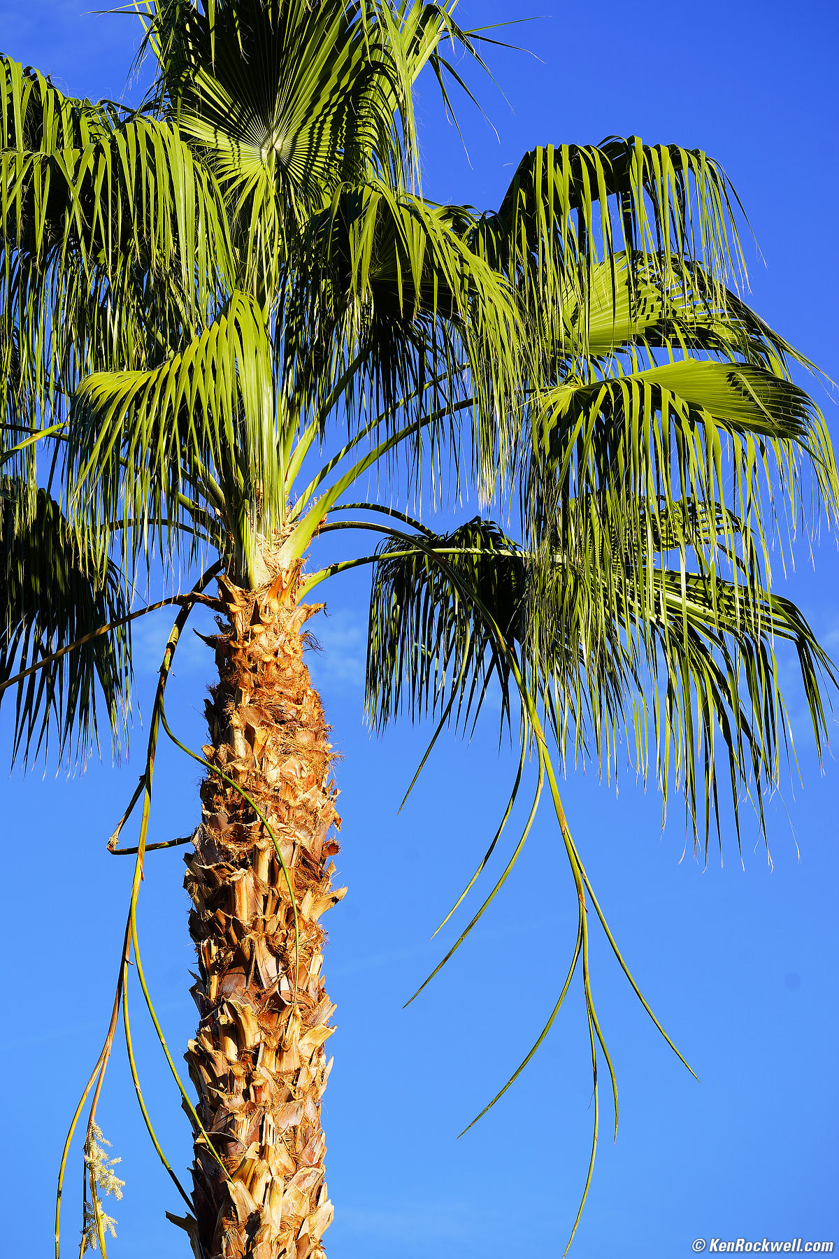 Sony 70-300mm Sample Image File