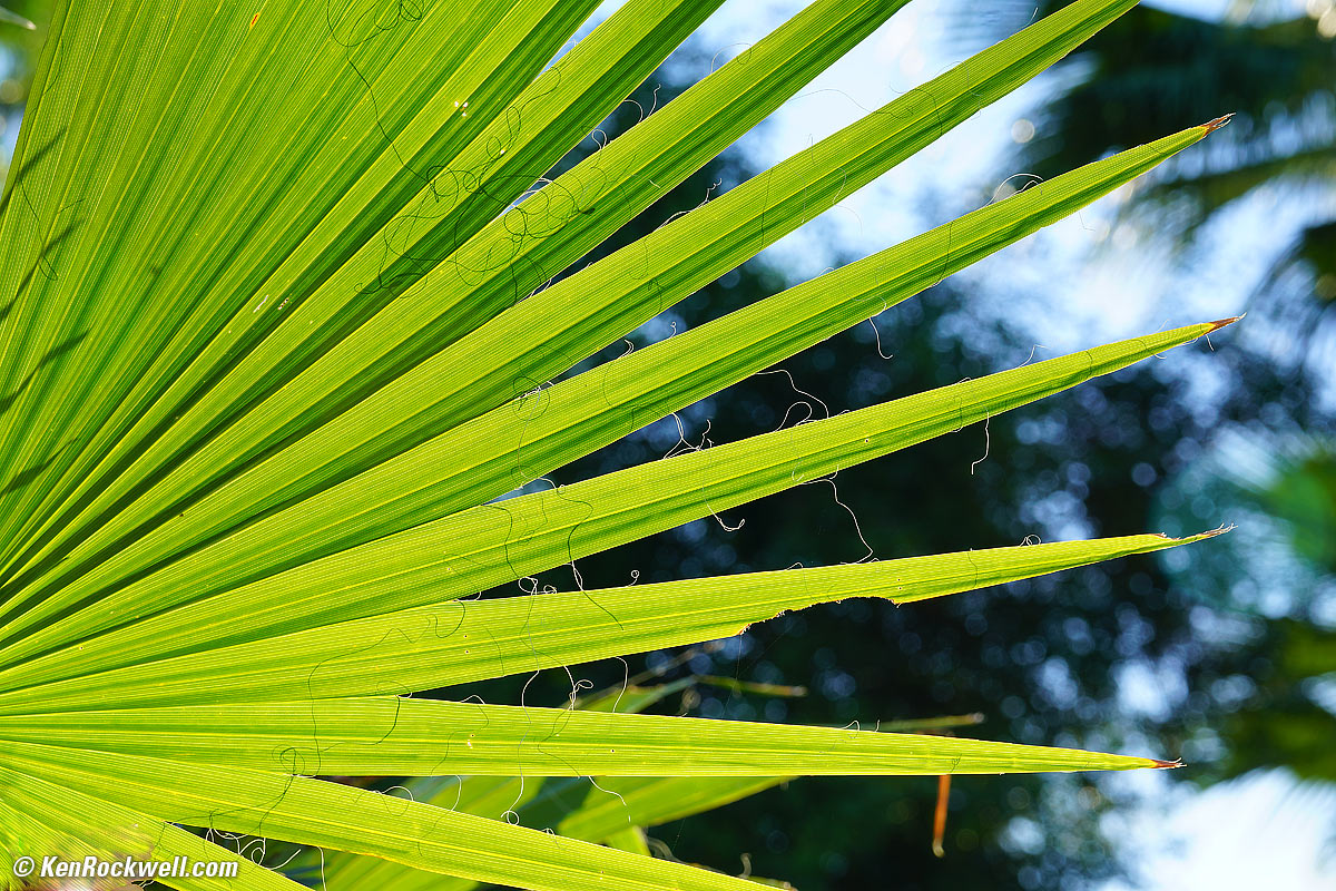 Sony 70-300mm Sample Image File