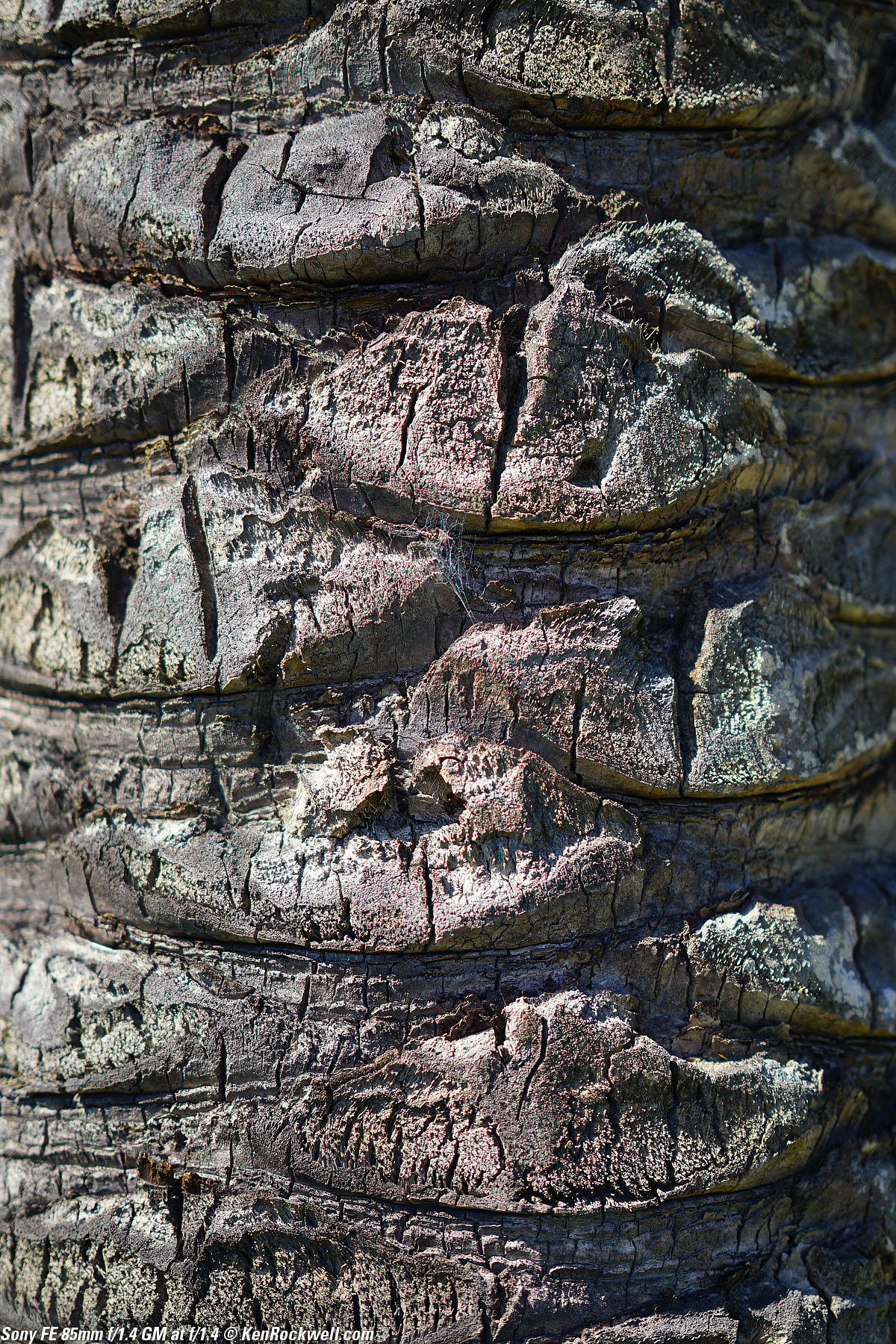 Sony 85mm f/1.4 Sample Image