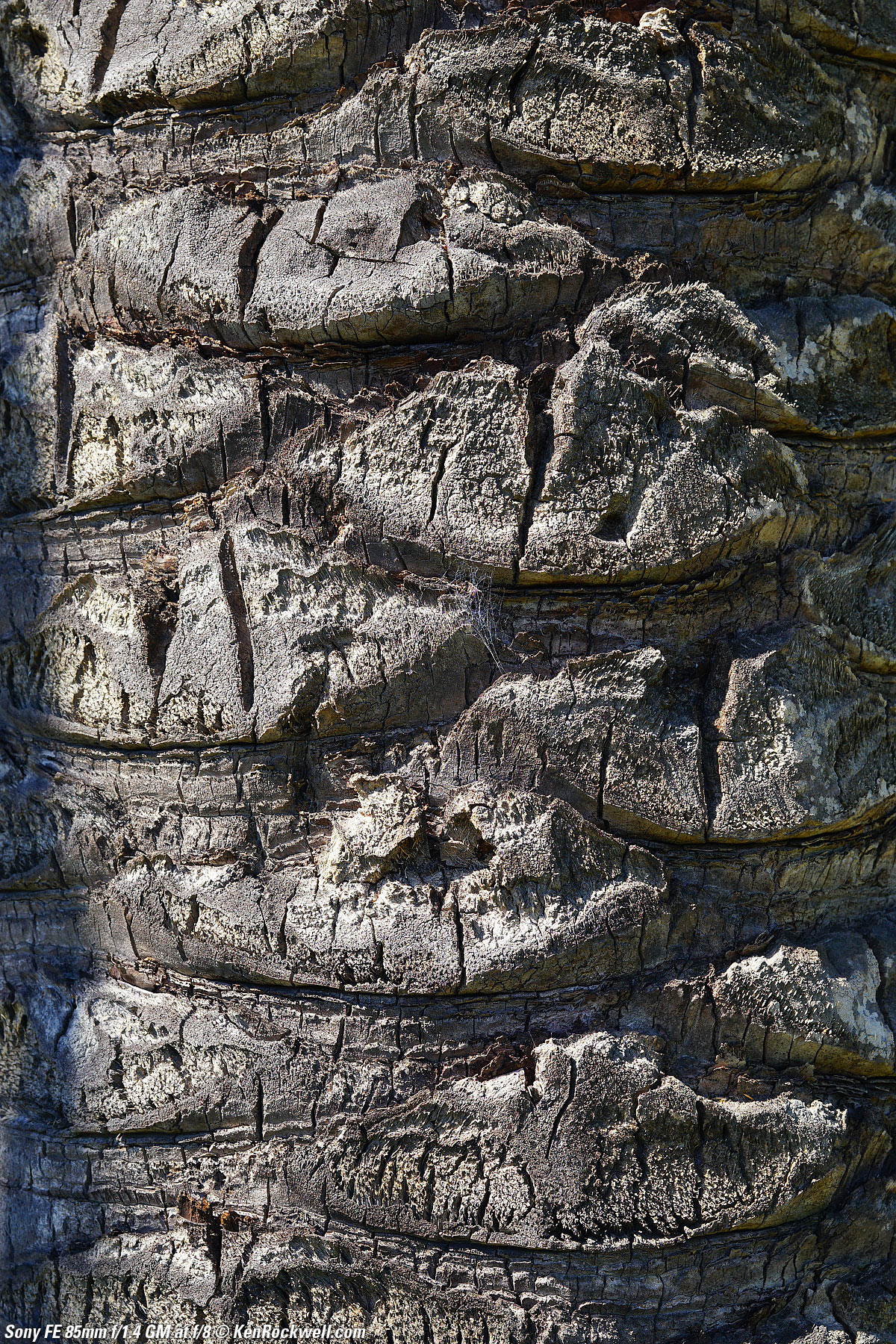 Sony 85mm f/1.4 Sample Image