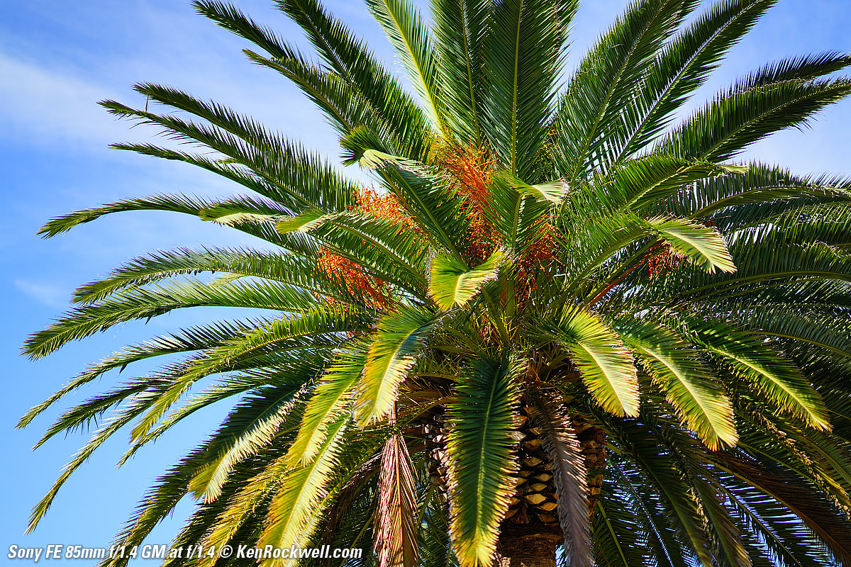 Sony 85mm f/1.4 Sample Image