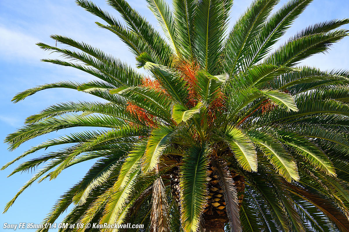 Sony 85mm f/1.4 Sample Image