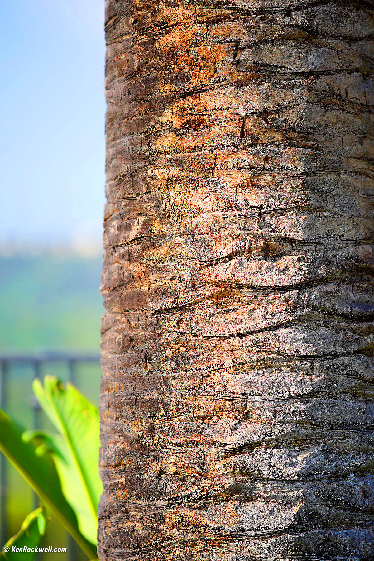 Sony 135mm f/1.8 Sample Image