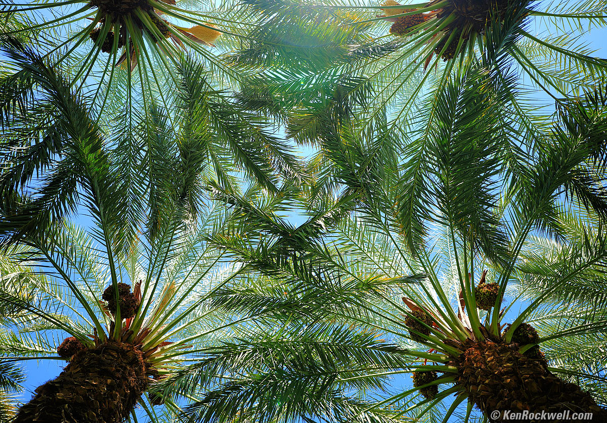 Palms Overhead