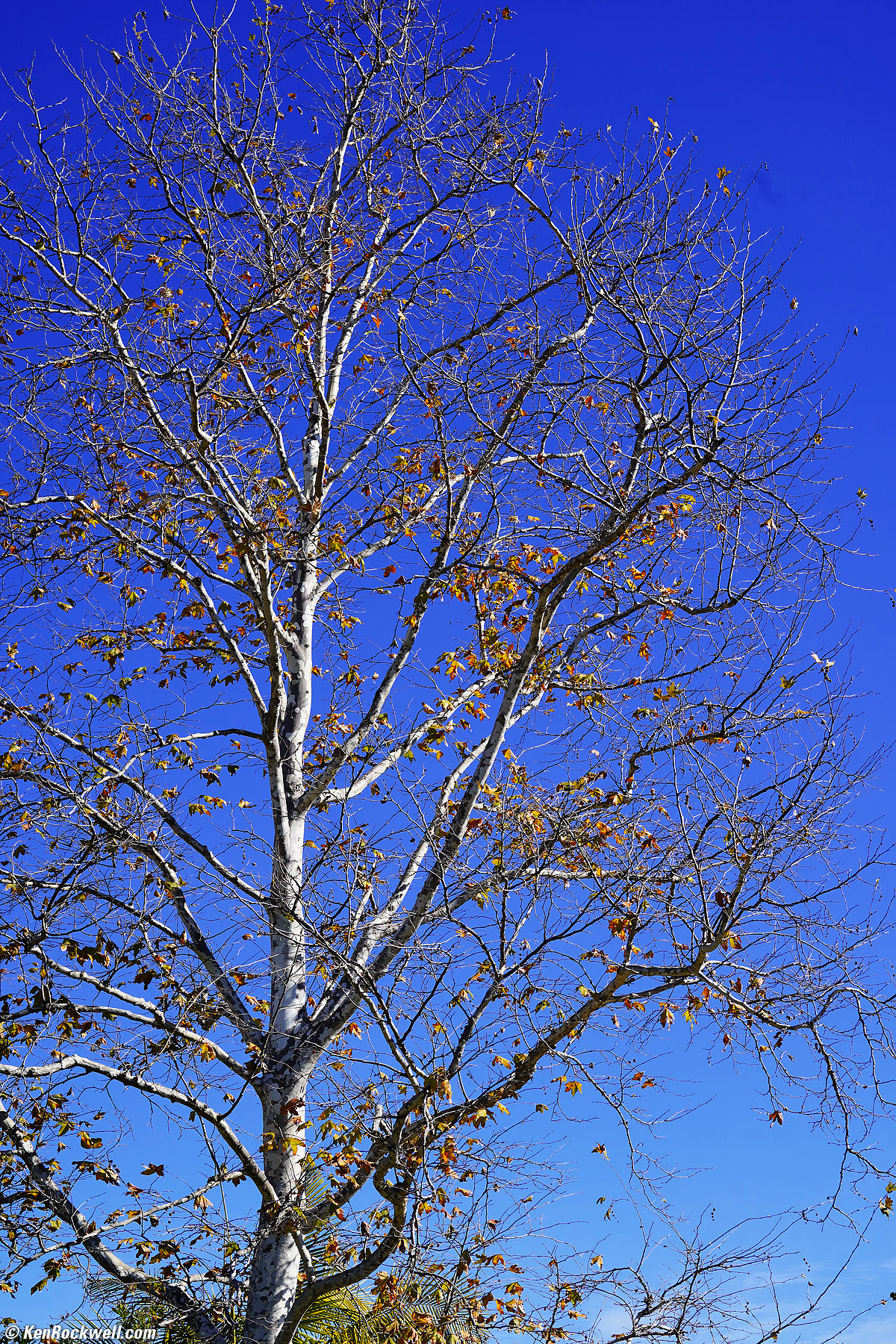 Sony FE 28-60mm Sample Image