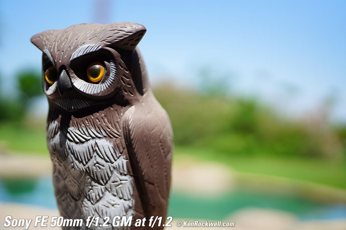 Sony FE 50mm f/1.2 GM Bokeh Sample Image