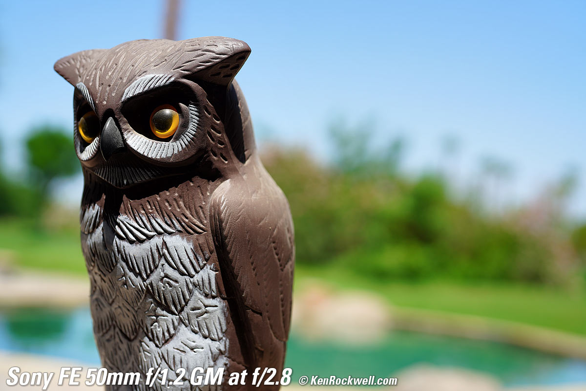 Sony FE 50mm f/1.2 GM Bokeh Sample Image