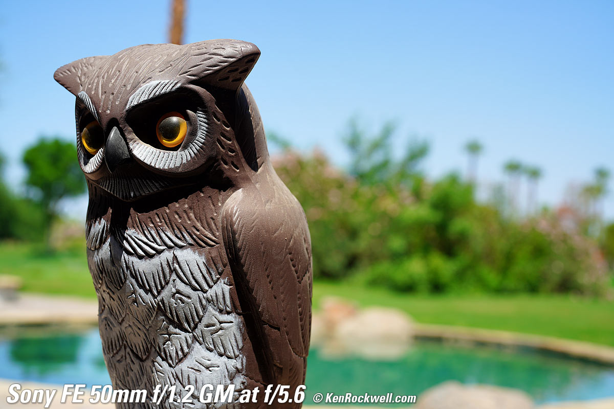 Sony FE 50mm f/1.2 GM Bokeh Sample Image