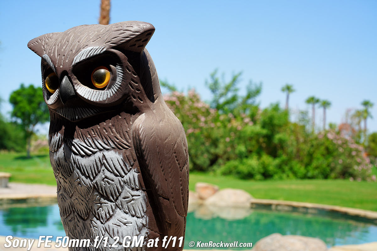 Sony FE 50mm f/1.2 GM Bokeh Sample Image