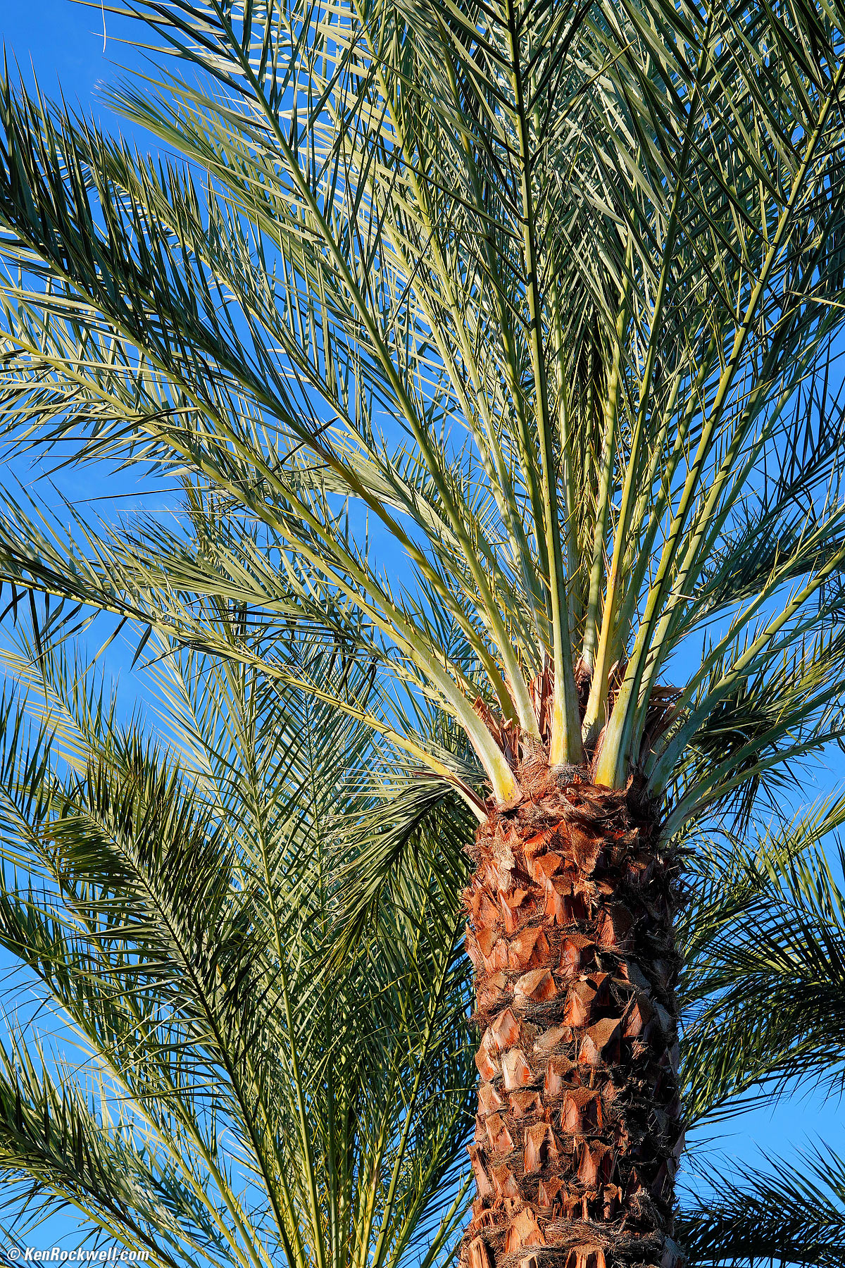 Sony E 50mm f/1.8 sample image file