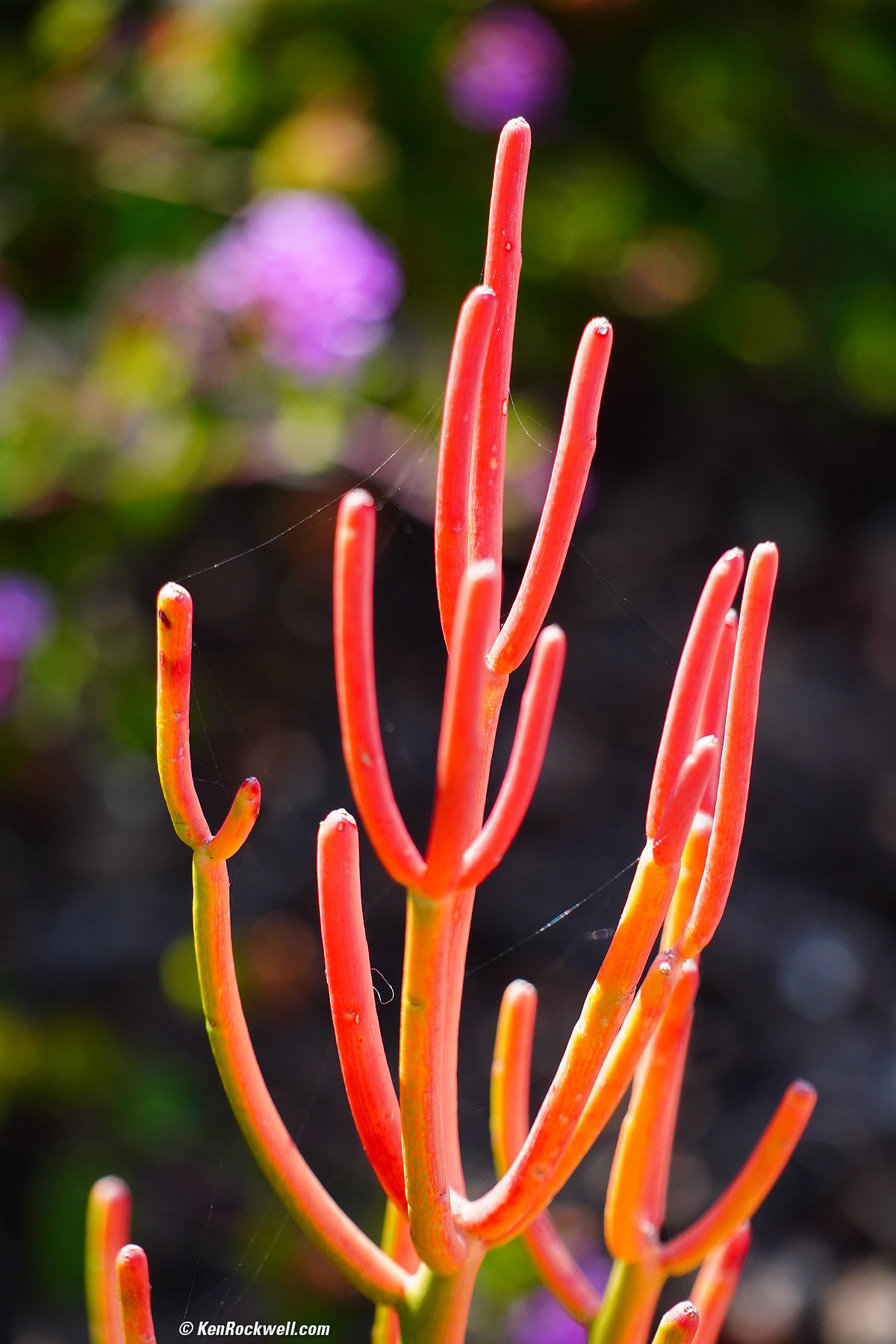 Sony E 70-350mm Sample Image File