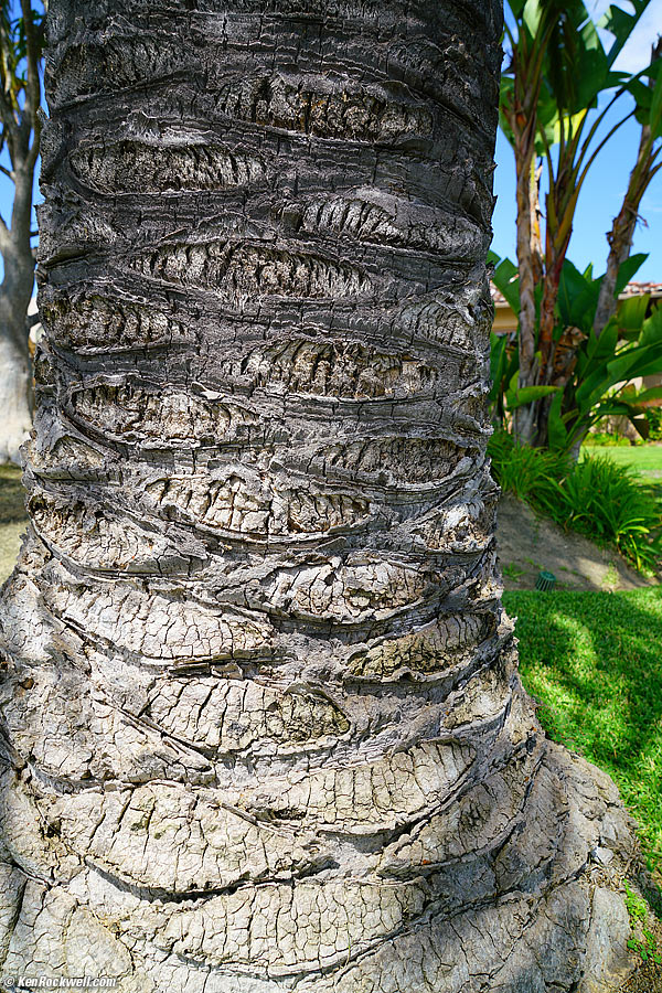 Palm, 11 September 2015