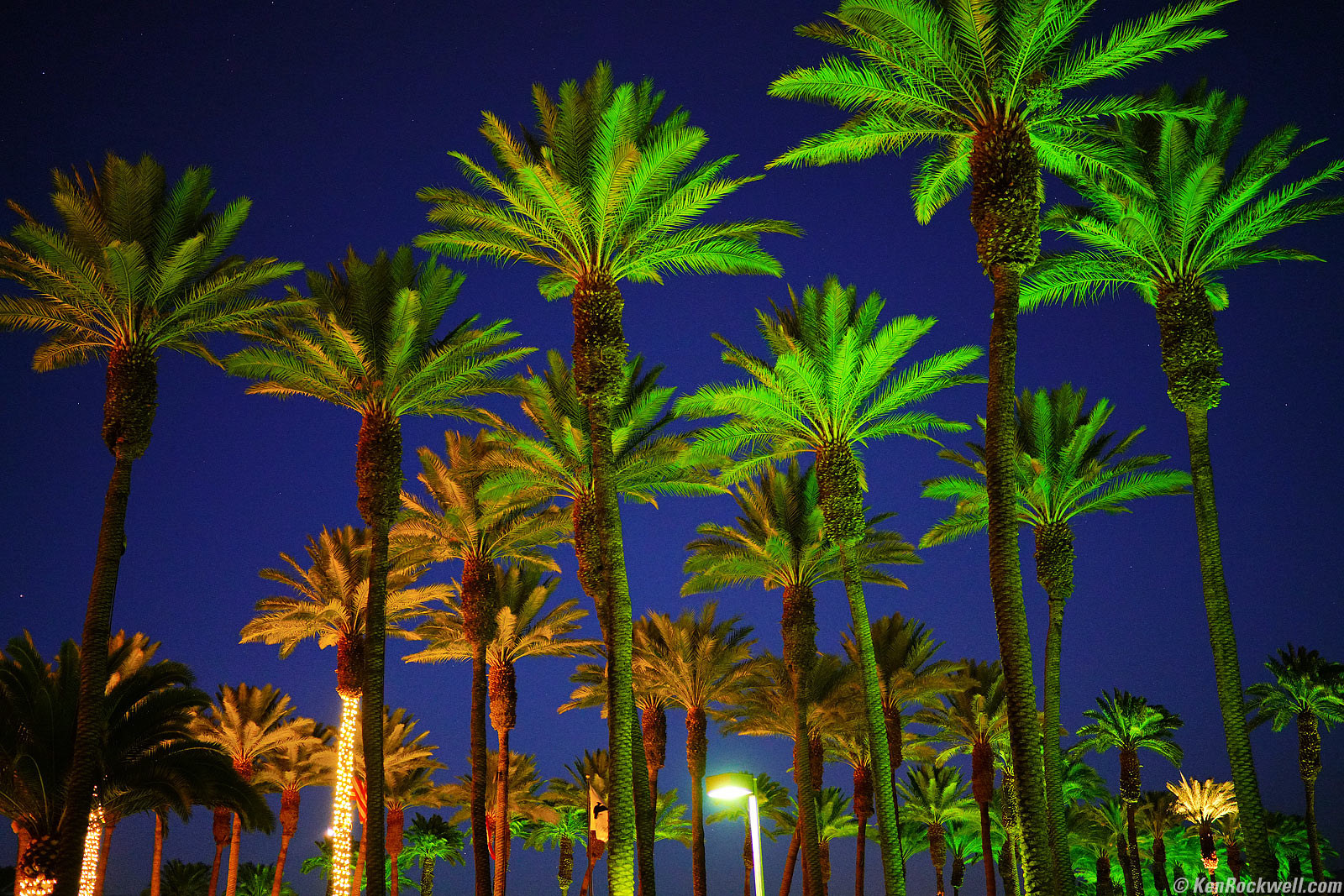 Palms at Night