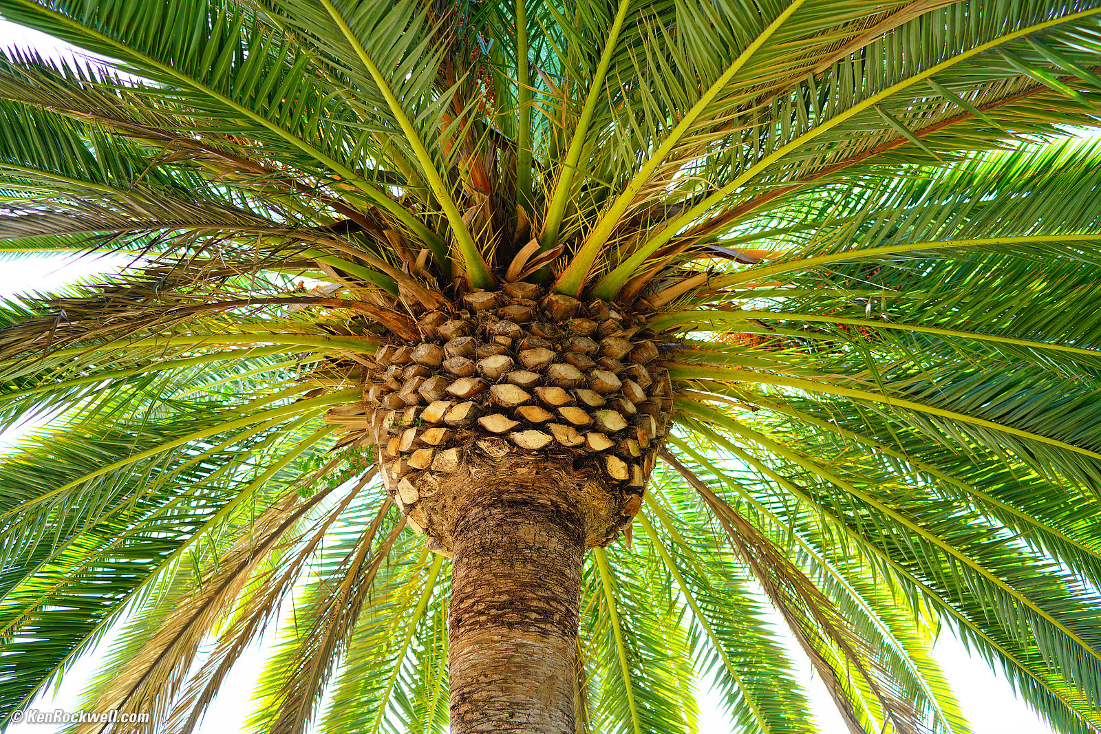 Canary Palm from below