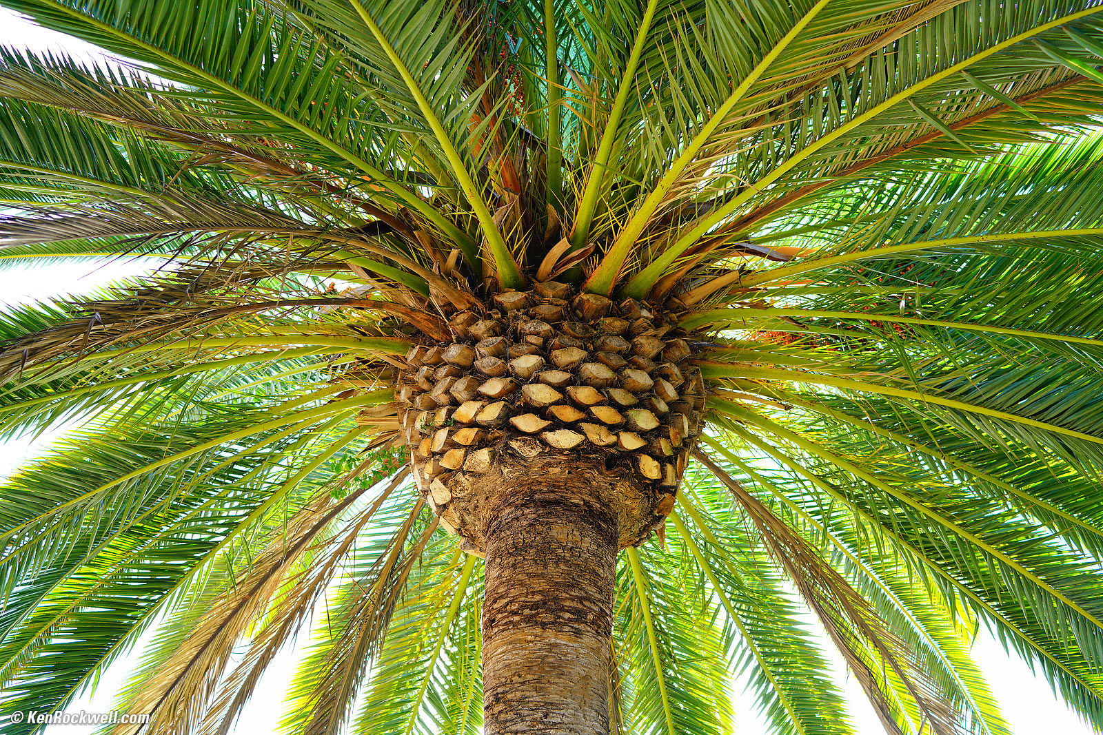 Canary Palm from below