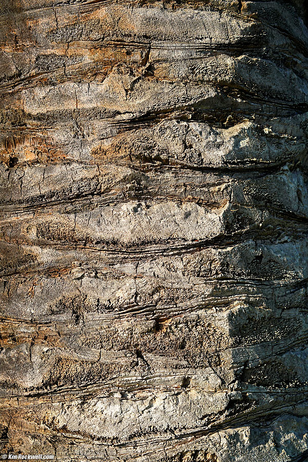 Palm, RP 04 September 2015