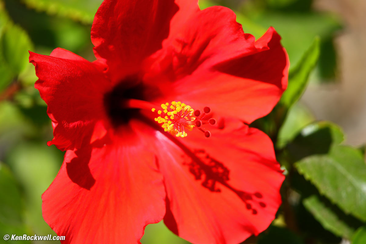 Red Hibiscus