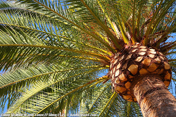 Canon 5D Mark III sample image