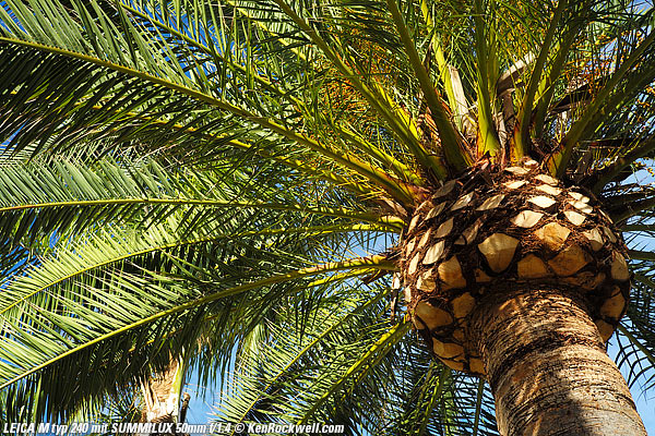 LEICA M typ 240 sample image