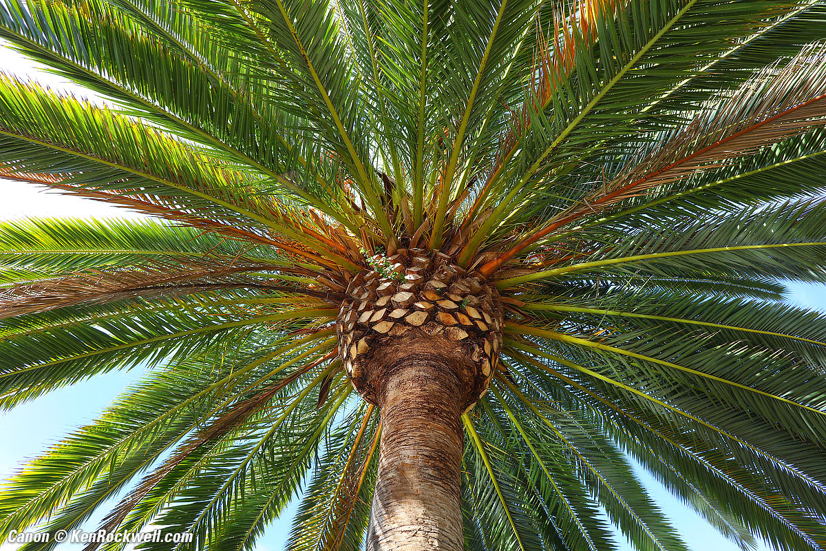 Canon 5DSR and 20/2.8 USM