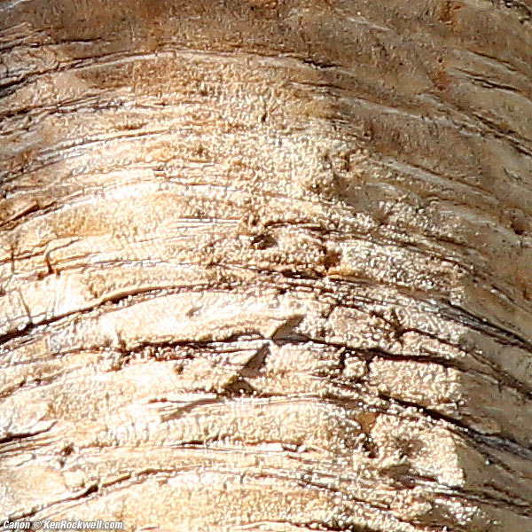 Canon 5DSR and 20/2.8 USM